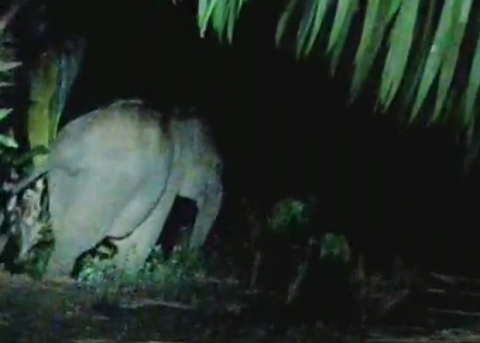 Rombongan Gajah Liar Kembali Masuk Hutan TNBBS