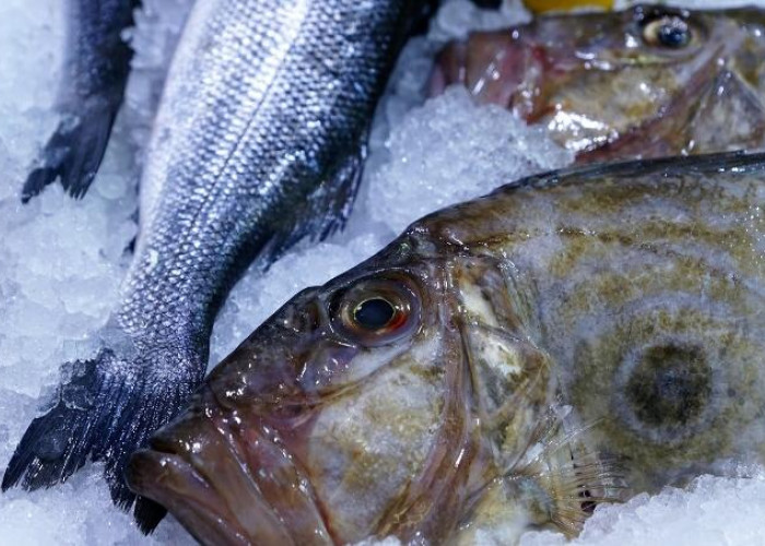 Tak Hanya Sekedar Film, Ikan Dori Juga Punya Segudang Manfaat di Dunia Nyata