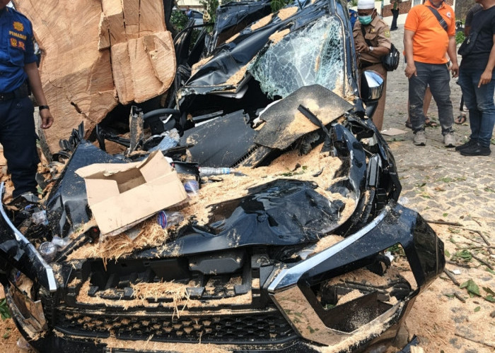 Pohon Tua Tumbang Timpa Dua Kendaraan Tamu, Ini Penjelasan Manajemen Holiday Inn 
