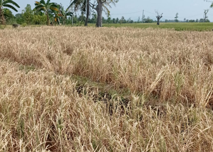 Kemarau Panjang Dampak El Nino, Ratusan Hektare Sawah di Tanggamus Lampung Gagal Panen 