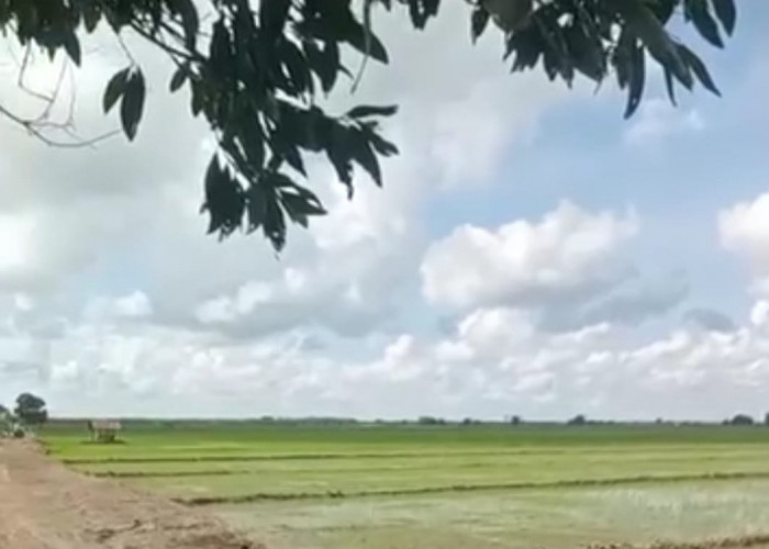 Mulai Kekeringan, Empat hektare sawah di Desa Sungai Badak, Mesuji Terancam Gagal Tanam