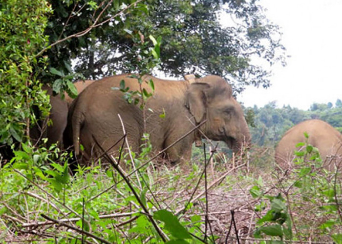 Waduh, Gajah Masih Berkeliaran di Sekitar Pemukiman Warga
