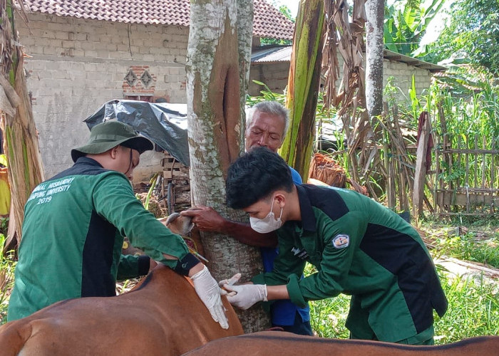 Tim Universitas Lampung Sasar Ratusan Ekor Sapi di Tulang Bawang Barat 