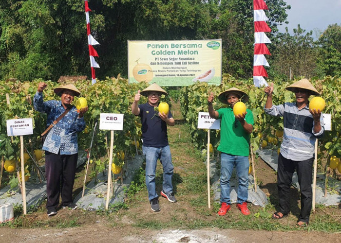 Rayakan HUT RI Ke-77, Sunpride Pacu Produksi Golden Melon Dengan Pengaplikasian Teknologi