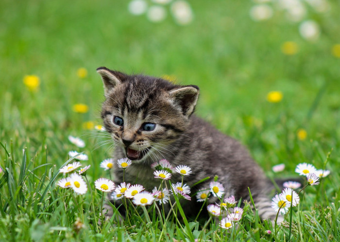 Tertarik untuk Pelihara Kucing Liar? Berikut Beberapa Tips untuk Memeliharanya
