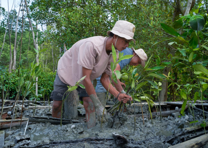 Kisah Masyarakat Pasir Sakti: Dulu Terkikis Abrasi, Kini Tumbuh Mangrove yang Menghidupi