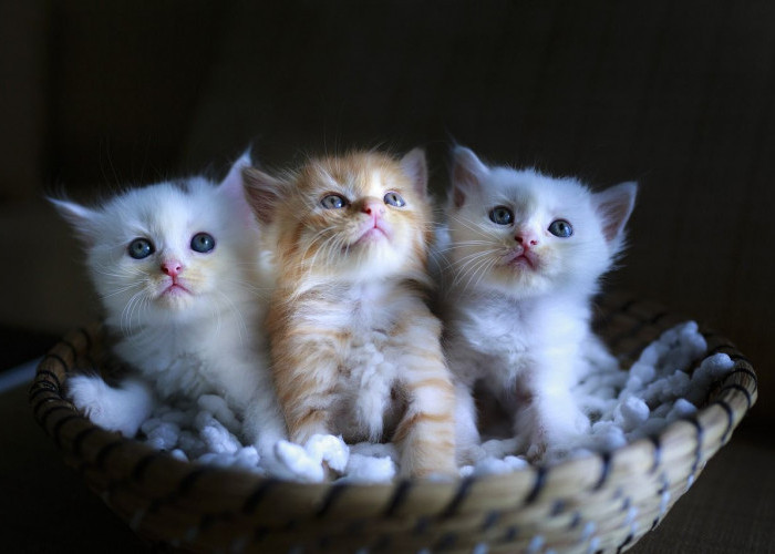 Pemilik Kucing Wajib Tahu! Tips Pilih Nutrisi Tambahan Low Budget Tapi Berkualitas