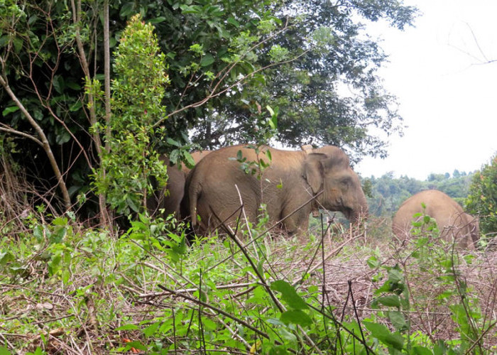 Tiga Hari Penggiringan, Belasan Ekor Gajah Asal TNBBS Belum Menjauh Dari Pemukiman 