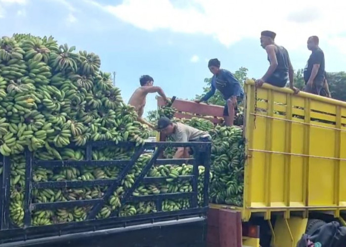 Banyak Muatan Buah Busuk, KSOP Bantah Tolak Supir Pisang Menyebrangi Pelabuhan BBJ