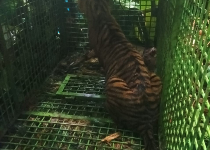 Akhirnya, Harimau yang Mangsa Manusia dan Hewan Ternak di Lampung Barat Berhasil Ditangkap