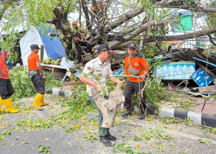 Antisipasi Pohon Tumbang, DLH Bandar Lampung Intensifkan Pemangkasan di Jalan Protokol