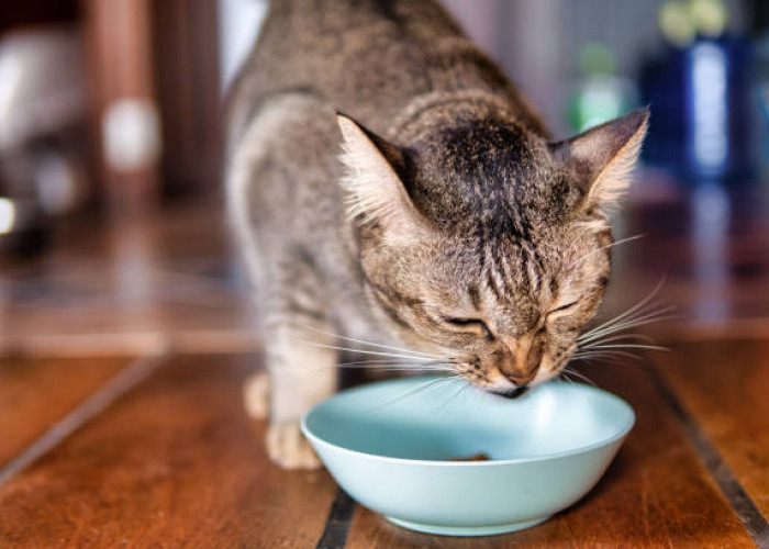 Indikasi Penyakit Pada Kucing, Jangan Sepelekan Bunyi Pada Gigi Kucing