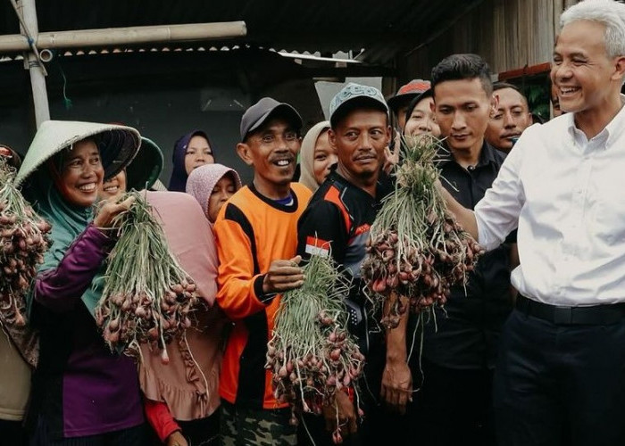 Ganjar Pranowo Respon Curhat Pupuk saat Panen di Brebes, Siap Penuhi Kebutuhan Produksi dan Jual Petani