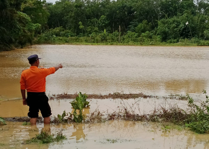Hujan Lebat, Puluhan Hektare Sawah dan Perkebunan di Mesuji Terendam Banjir
