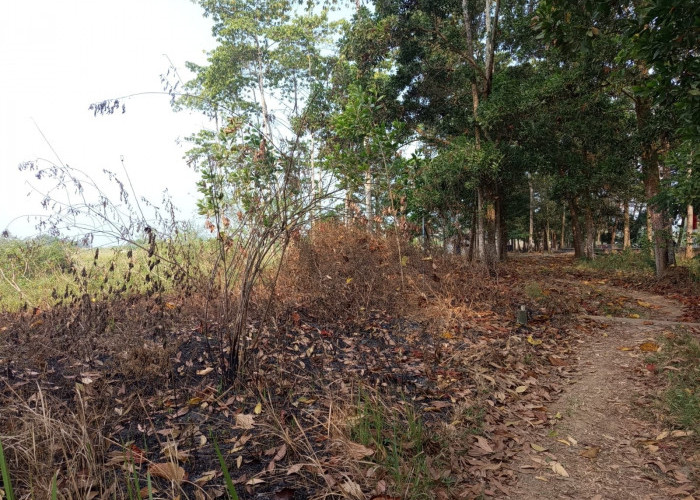 Kebakaran Lahan Dipastikan Bukan di Capit Urang, DLH Metro Fokus Cegah Api Merembet ke TPA Karangrejo