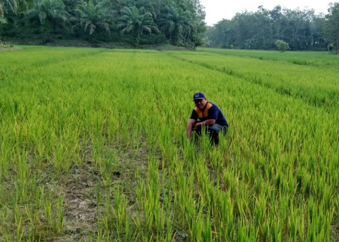 Tak Kunjung Hujan, Puluhan Hektar Sawah di Way Kanan Terancam Gagal Panen