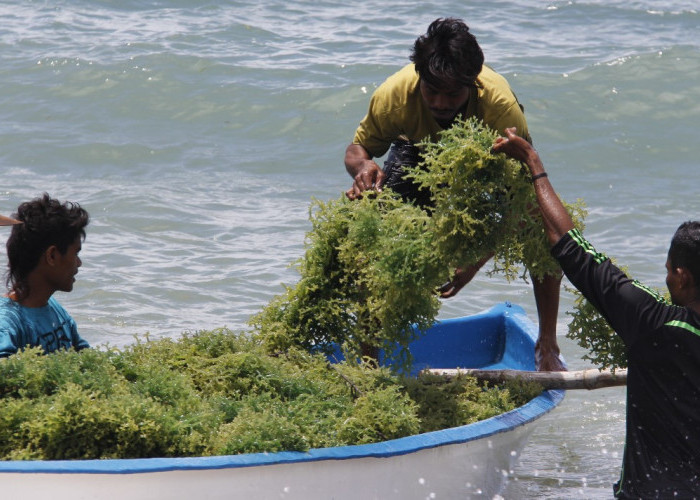 Senyawa Bioaktif Biota Laut Perairan Indonesia