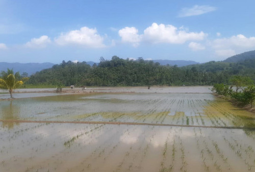 Baru Ditanam, Puluhan Hektare Padi di Lampung Barat Terendam 
