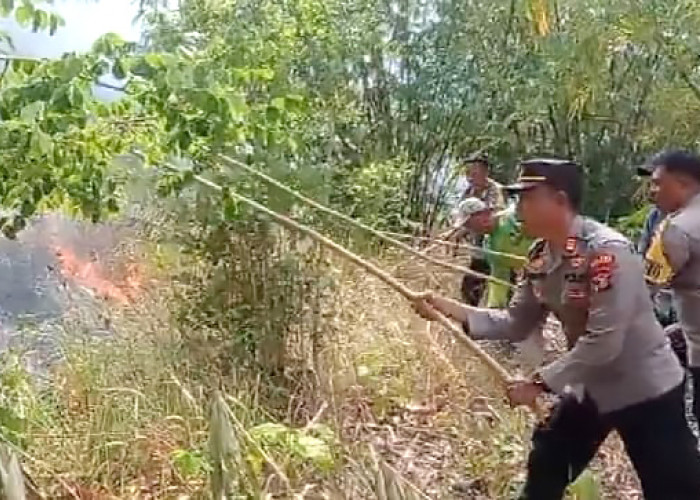 Kebakaran Lahan, Tanaman Jati dan Bambu di Pringsewu Hangus 