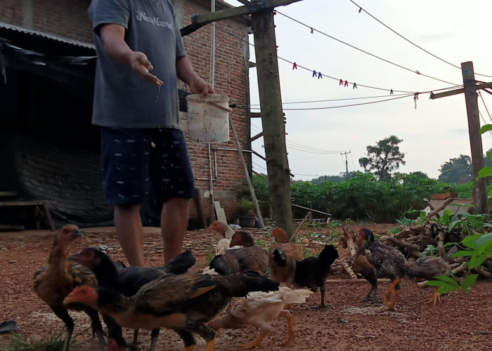 Cara Sukses Ternak Ayam Kampung yang Baik dan Benar