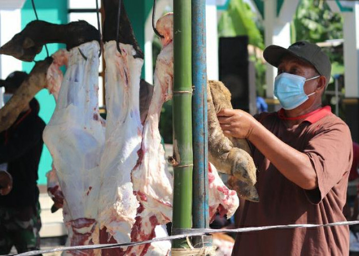 Stok Daging Lebaran 2024 di Tulang Bawang Aman, 695 Hewan Ternak Siap Potong