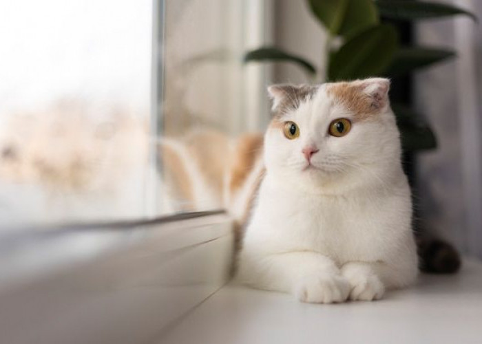 Kucing anda Mengalami Perubahan Perilaku? Lihat Ciri-ciri Kucing akan Mati