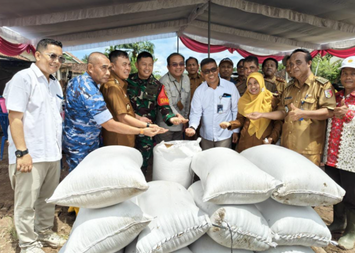 Petani Rawa Pitu Sumringah, Program Swasembada Pangan Dongkrak Harga Gabah dan Pendapatan