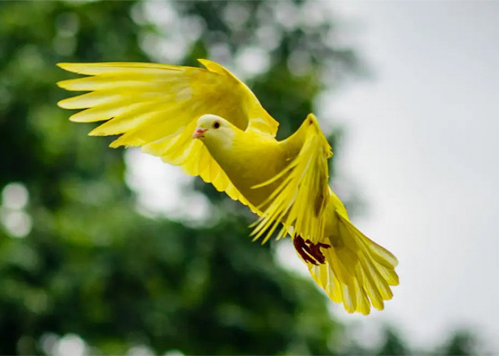 10 Jenis Burung Kenari, Dari Harga Rp 150 Ribu Sampai Jutaan 