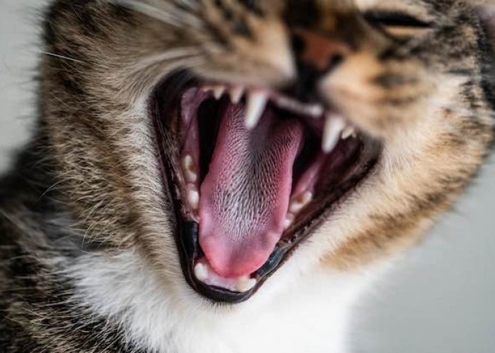 Penyebab Gigi Kucing Copot dan Cara Penanganan nya
