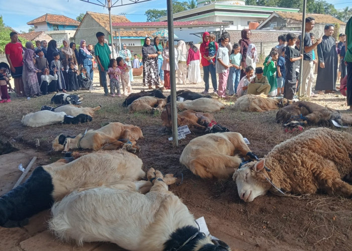 Warga Kampung Siger Antusias Berkurban, Masjid Asmaul Husna Salurkan 326 Kantong Daging