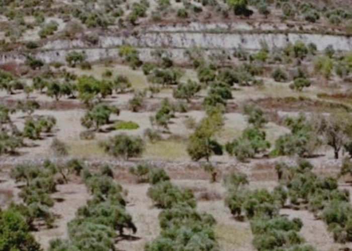 Kaum Yahudi Gencar Tanam Pohon Gharqad, Alasannya Bikin Orang Langsung Taubat?