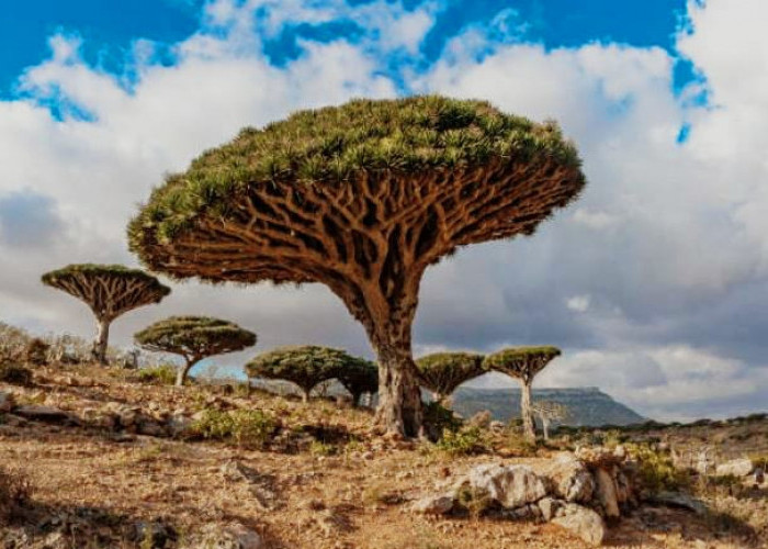 Mengenal Pulau Socotra yang Dianggap Tempat Persembunyian Dajjal, Orang Indonesia  Pernah Berkunjung?