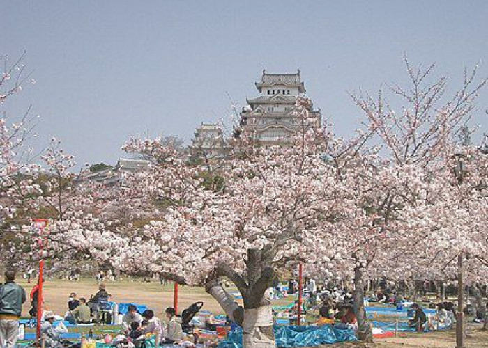 Menyaksikan Indahnya Sakura Bermekaran, Ini Rekomendasi Tempat untuk Melakukan Tradisi Hanami di Jepang