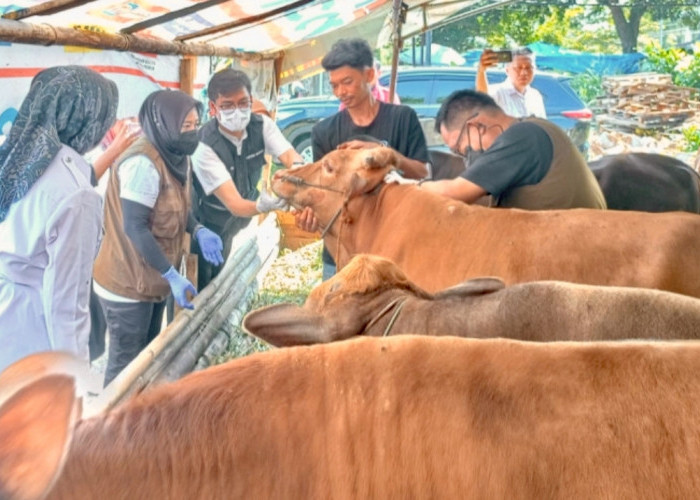 Jelang Idul Adha, Dinas Pertanian Bandar Lampung Percepat Vaksinasi PMK, 210 Ekor Ternak Sudah Divaksin
