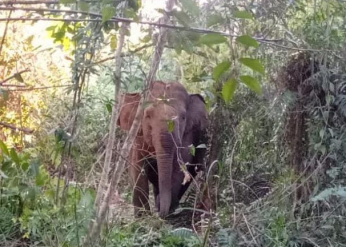 Kawanan Gajah Kembali Masuk ke Pemukiman Penduduk