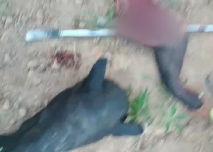 Warga Brutal Diduga Bunuh Tapir yang Viral di Jalanan Mesuji, Polisi Buru Pelaku