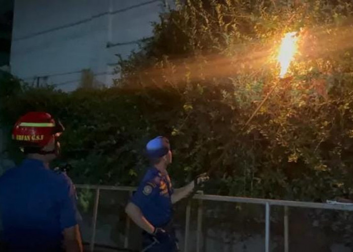 Evakuasi Non Kebakaran Awal Tahun 2026, Sarang Tawon Paling Banyak Dilaporkan