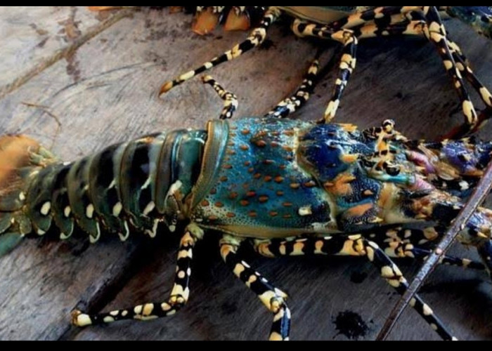 Bernilai Jual Tinggi, Inilah Keunikan Lobster Mutiara, Si Cangkang Keras yang Sulit Dibudidayakan