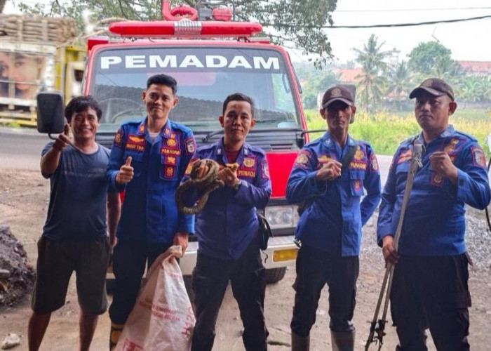 Ular Sanca Masuk Gudang, Pemilik Rumah Sempat Panik