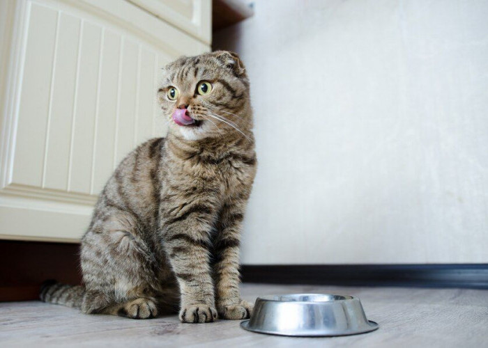 Cara Membuat Makanan Basah untuk Para Kucing Kesayangan di Rumah