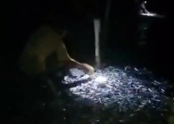 Heboh, Ribuan Ikan Naik ke Pantai di Pesisir Bandar Lampung 