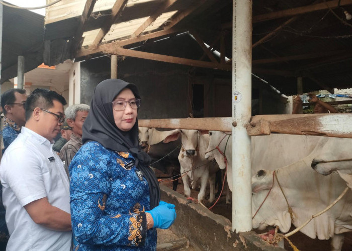 Pemprov Lampung Kerahkan 1.229 Petugas Awasi Hewan Kurban Jelang Idul Adha 2026