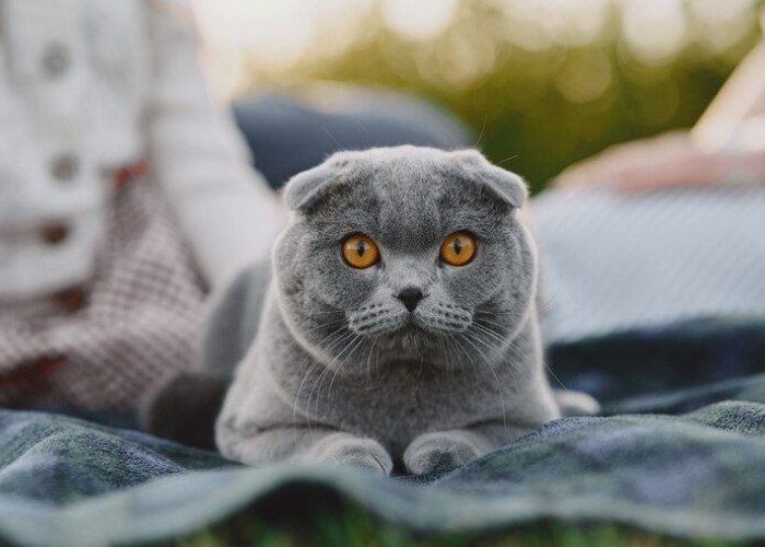 Unik dengan Telinga Lipat, Inilah Fakta Tentang Kucing Scottish Fold