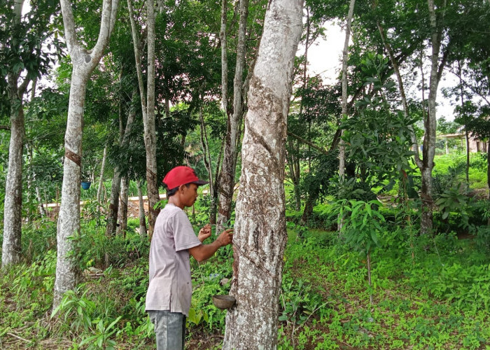 Alami Penyusutan Getah Karet, Petani di Mesuji Sebut Karena Cuaca Panas