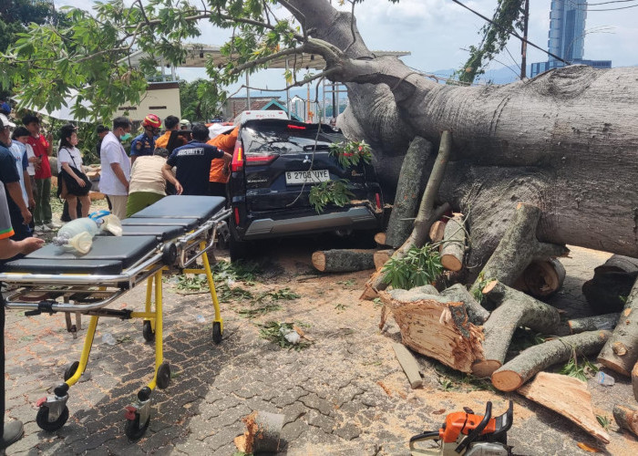 Pohon Raksasa Tumbang Di Kawasan Holiday Inn Bandar Lampung, 2 Mobil Tertimpa dan Satu Pengemudi Terjebak 