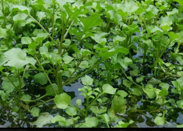 Selada Air, Sayuran Daun Tertua yang Kaya Manfaat