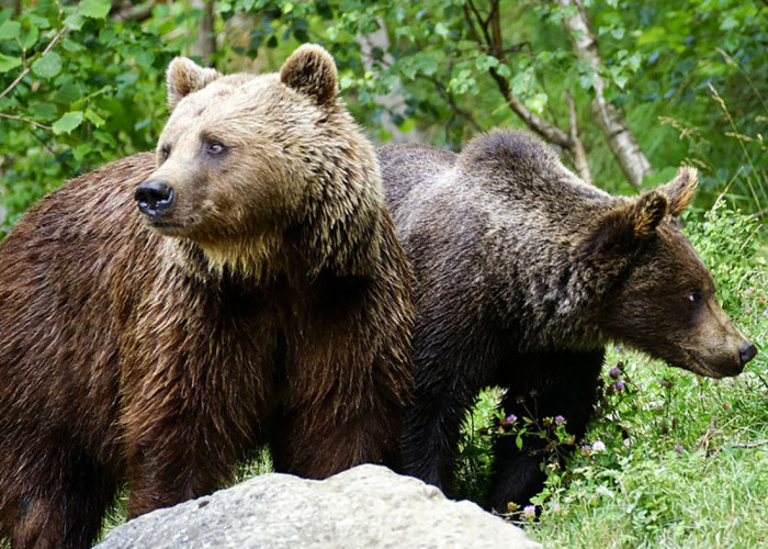 Sepasang Beruang Dekati Pemukiman di Semaka, Rusak Puluhan Batang Kelapa 