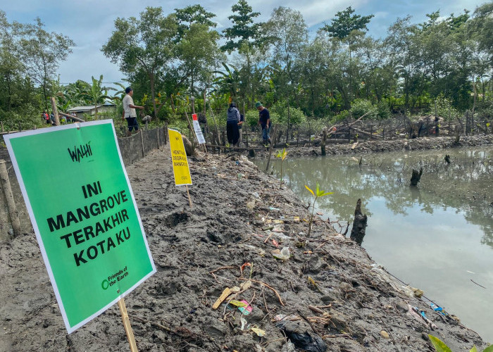 Upaya Penyelamatan Kawasan Hutan Bakau Terakhir di Bandar Lampung, Walhi Tanam Kembali 500 Batang Mangrove