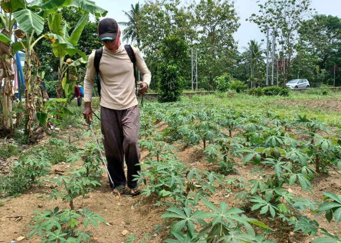 Subsidi Dihapus, Petani Singkong di Lampung Timur Mulai Beralih Gunakan Pupuk Alternatif