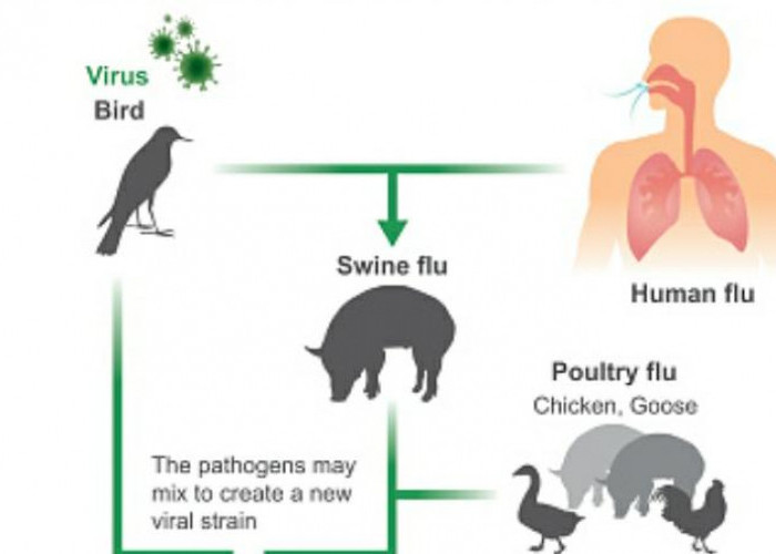 Waspada Wabah Flu Burung, Begini Penjelasan Kemenkes RI